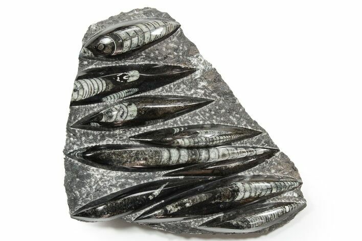 Polished Fossil Orthoceras (Cephalopod) Plate - Morocco #352327